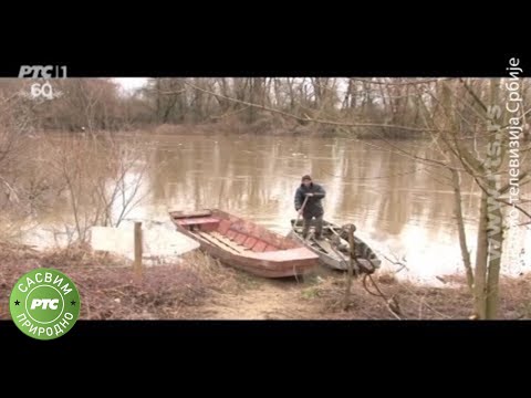 Sasvim prirodno: Fosilni hrast blago Srbije (Jovan Memedović)