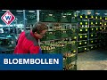 Bloemen uit de Bollenstreek dit jaar niet naar de paus - OMROEP WEST