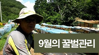 9월의 꿀벌관리, 착봉, 사양, 보온, 질병관리