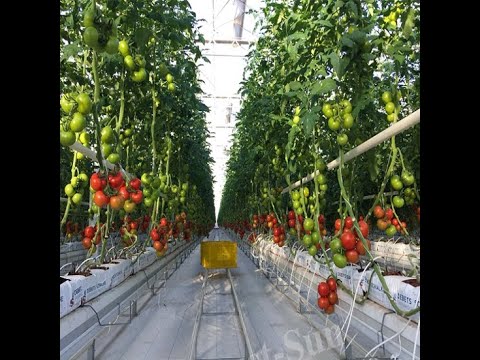 , title : 'Polycarbonate Greenhouse for tomato and cucumber with a hydroponic system'