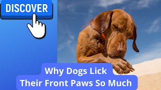 4 Reasons Dogs Lick Their Front Paws/Legs