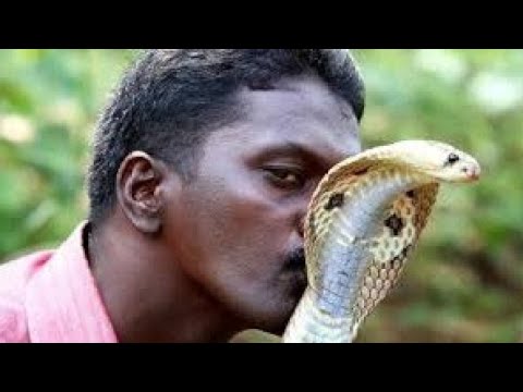 Dangerous Cobra snake Kiss 💋 Compitition Boy Vs Girl #Youtube #cobrasnake