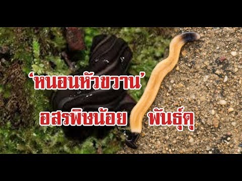 จิตวิทยาของวิธีการที่จะกระตุ้นผู้หญิง ยี่หร่าดำและความอ่อนแอ