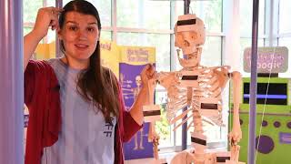 The Skeletal System Part 1 Feature Image