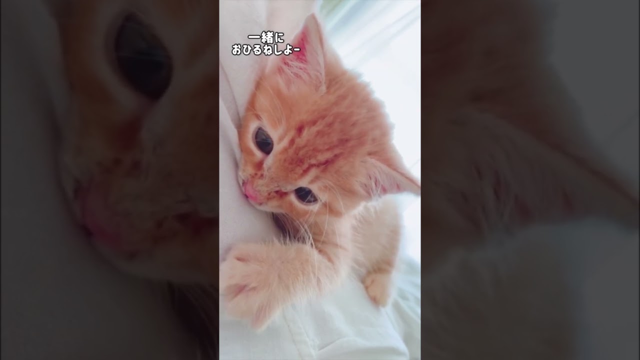 子猫のこたつ【今こんな風に登られたら息できん位重い笑】 #cat #保護猫 #こたつ