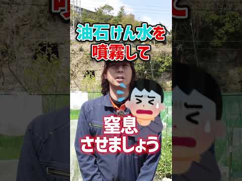  5月に育てた植物を害虫から守るにはどうすればよいですか？あなたのプランテーションを救う 5 つの自然な解決策!  庭園