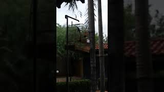 034 CBA PINGO D