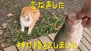 【招き猫のおかげさまです】冬の寒空でバスが釣れました！