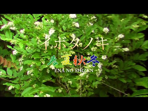 ドワーフイボタノキ 植物