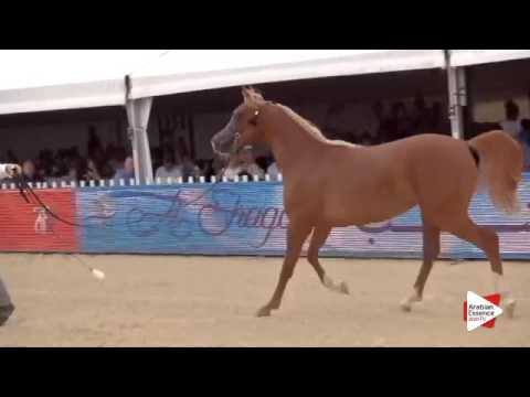 N.23 KHALILAH AL SHAHAMA - Menton 2016 - Yearling Fillies (Class 1B)