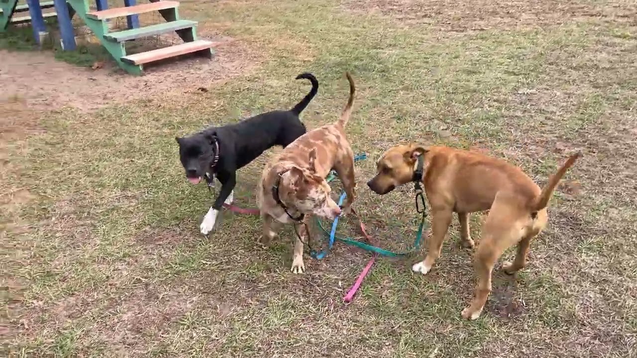 Dunkin, a Adoptable Mixed Breed in Lake Panasoffkee, FL video 6/6