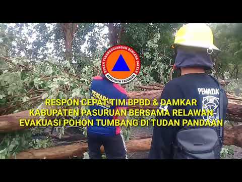 RESPON CEPAT TIM BPBD & DAMKAR KAB. PASURUAN BERSAMA RELAWAN EVAKUASI POHON TUMBANG DI TUDAN PA