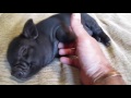 Funny Black Pig
