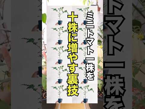 自家製トレリストマトステーク – 種類、ヒント、コツ  庭園