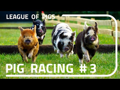League of Pigs - Round 3!