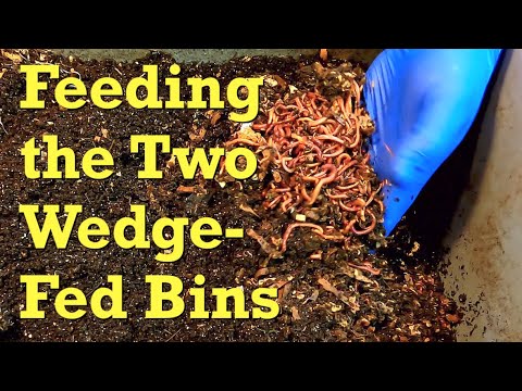 Wedge-fed red wiggler worms in 248- & 215-day old bins - vermicompost