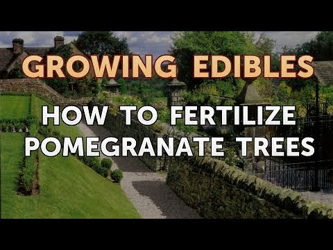 How to Grow Mangosteen From Seed