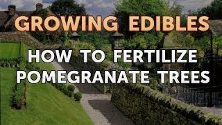 How to Fertilize Pomegranate Trees
