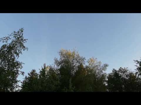 Кукушка кукует. Весна 2019.