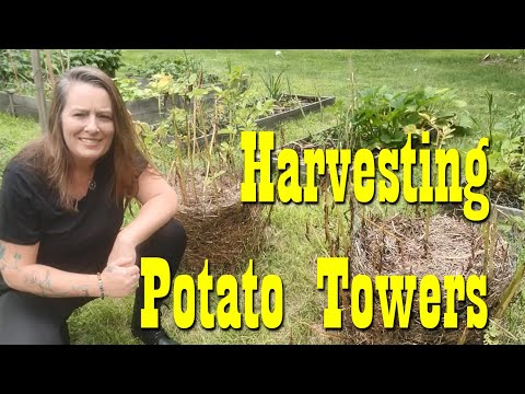 Harvesting the Potato Towers ~ No Dig Harvest