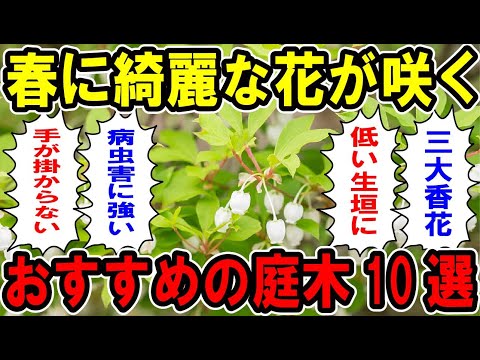 中国のアーモンドの木、<i>Prunus triloba</i>