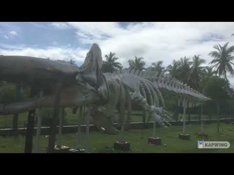 The Journey Around the Pearl   40   Kandakuliya Beach Whale Skeleton