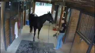 Viral Video: घोड़े का Haircut कर