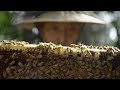 Honey Trapping Bears Wild Japan BBC Earth