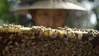 Honey-Trapping Bears | Wild Japan | BBC Earth