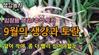 9월중순 농약안하고 유왕과 무생물로 키우는 생강과 토란(늦게 심은 생강) 김장용생강 토란 키우기