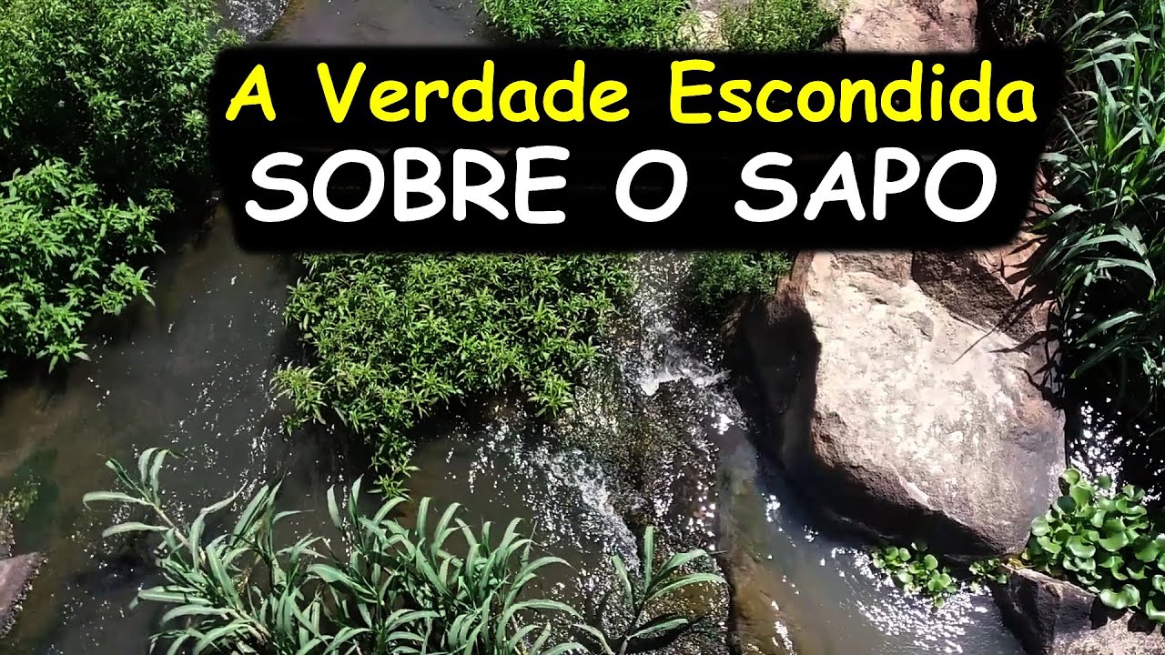 Significado Espiritual do Sapo, O SIMBOLISMO DO SAPO