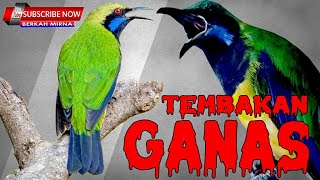 Download lagu CUCAK CUNGKOK TEMBAKAN GANAS mp3