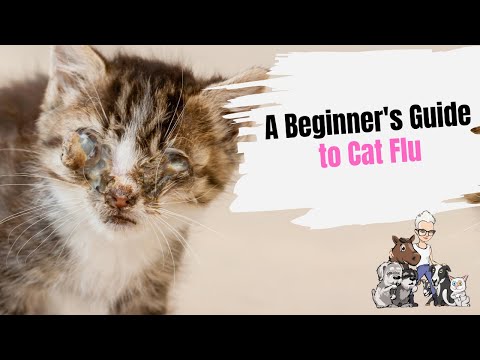 Episode 66: A Beginner's Guide to Cat Flu