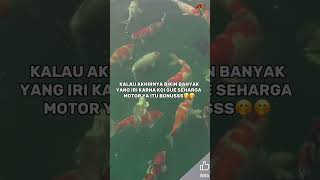 Download lagu BUKAN HAUS VALIDASIII YAAA🤪#lawrencekoi #trending #foryou #koijumbo #kolamkoi mp3