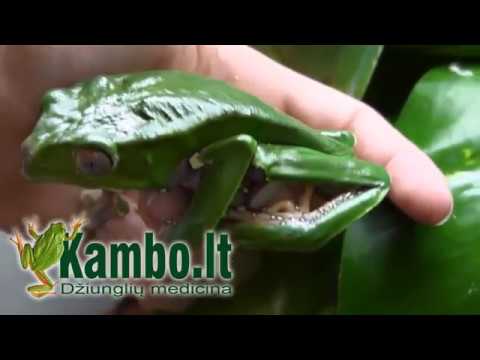 Ezopo Blog'as - Kaip pagerinti savo sveikatą su gydančiomis varlėmis Kambo