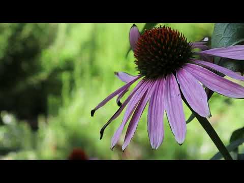 Eminescu Mihai- 15 ianuarie