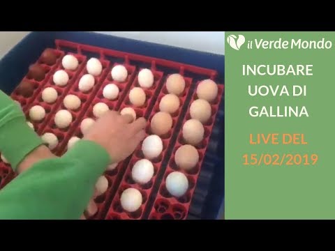 , title : 'Incubare uova di gallina: come caricare l’incubatrice | Live del 15/02/2019'