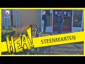 HEA! Op jacht naar de steenmarter