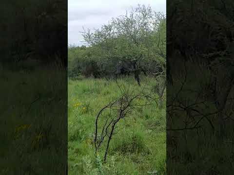 caza en vivo en Sauce corrientes #axis #nature #cacería #shortvideo #shorts #short