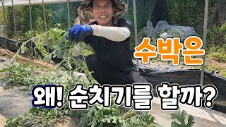 텃밭 수박 순치기 달고 맛있는 수박 크게 키우려면?