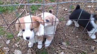 Video preview image #2 Pembroke Welsh Corgi Puppy For Sale in DOUGLASS, KS, USA