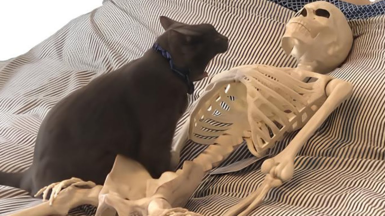 FUNNY CATS that deserve 10 BILLION VIEWS! 😂 Best Cat Videos