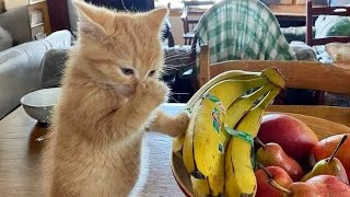 Cats vs Cucumbers — Funniest Reactions