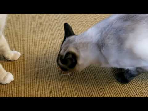 Cats Eating NomNomNow Cat Treats