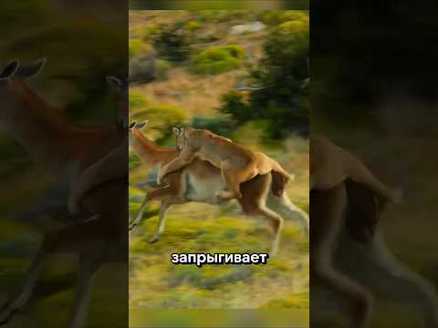 Внезапные моменты с животными, снятые на камеру 🐾😳