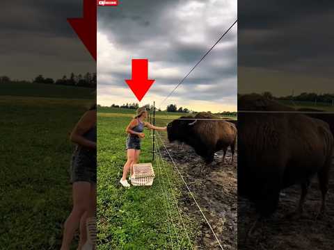 Los besotes querían más 🦬🍎 #bison #usa #yellowstone #shorts #viral #fyp #bisonte