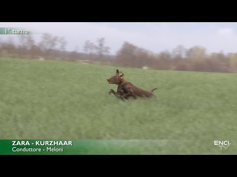 DERBY CONTINENTALI 2017 - BATTERIA 2 CONTINENTALI ESTERI RICHIAMI