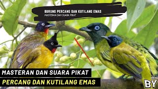 Download lagu SUARA PIKAT BURUNG KUTILANG SUTRA / PERCANG DAN KUTILANG EMAS. PIKAT RIBUT, PIKAT AMPUH 100% mp3 Download lagu SUARA PIKAT BURUNG KUTILANG SUTRA / PERCANG DAN KUTILANG EMAS. PIKAT RIBUT, PIKAT AMPUH 100% mp3