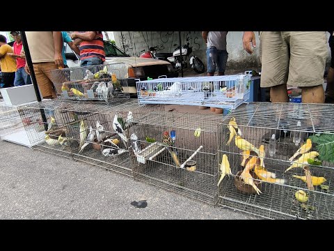 CONHEÇA MAIOR FEIRA DE PÁSSARO EXÓTICO DE CAMPINA GRANDE-PB BAIRRO DA PRATA 