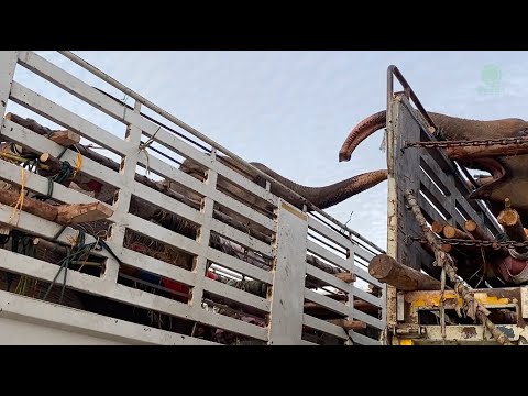 Rescued Elephants Call To Each Other With Roars And Low Rumblings While Journey - ElephantNews